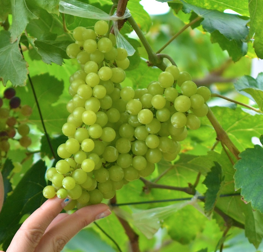 Big Thai Winegrapes