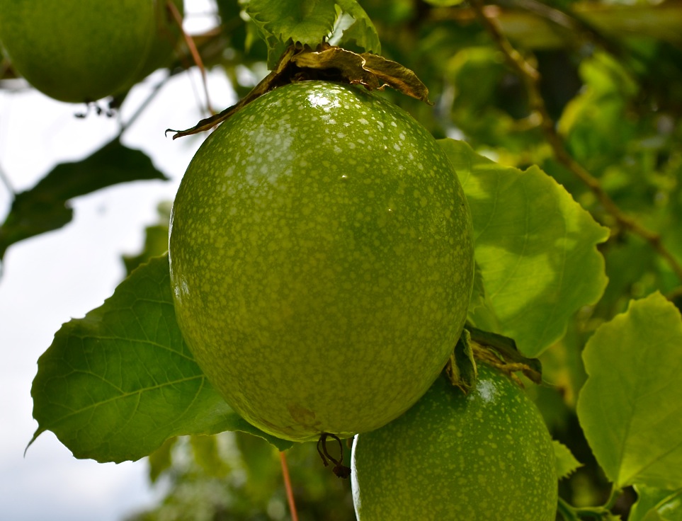 Big Thai Guava